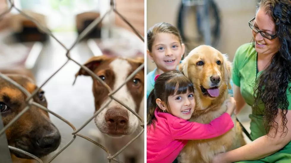 Save A Pet! Illinois Animal Shelter Reduces Adoption Fees To $25