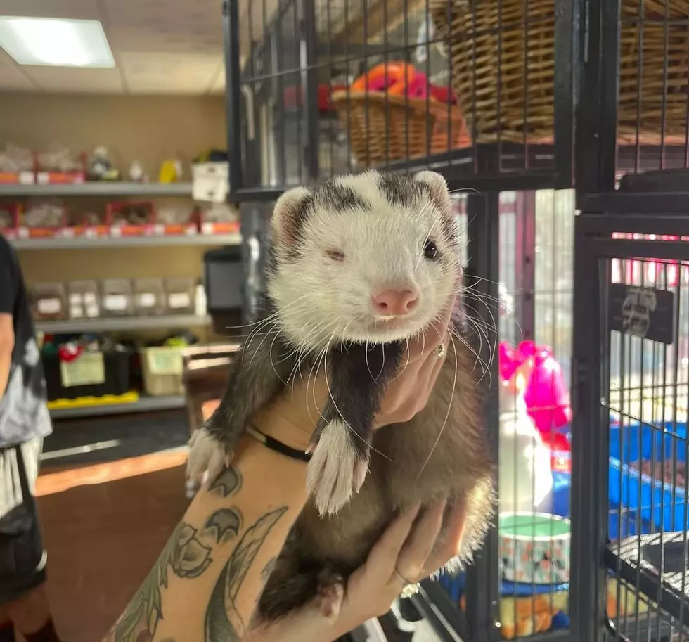 Noah's Ark in Rockford Just Got its First Ferret