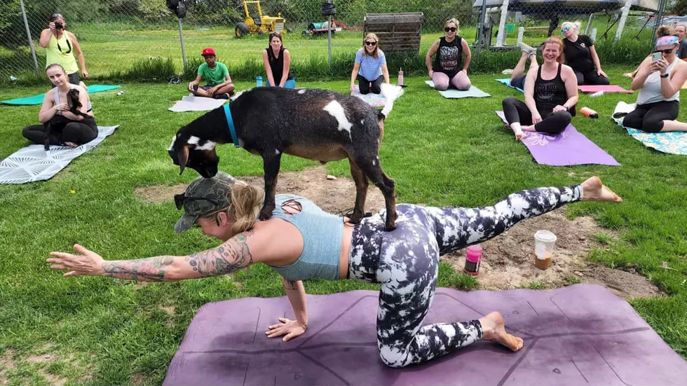 Illinois Yoga Queen Just Won Summer with &#8216;Alt Goat Yoga&#8217;