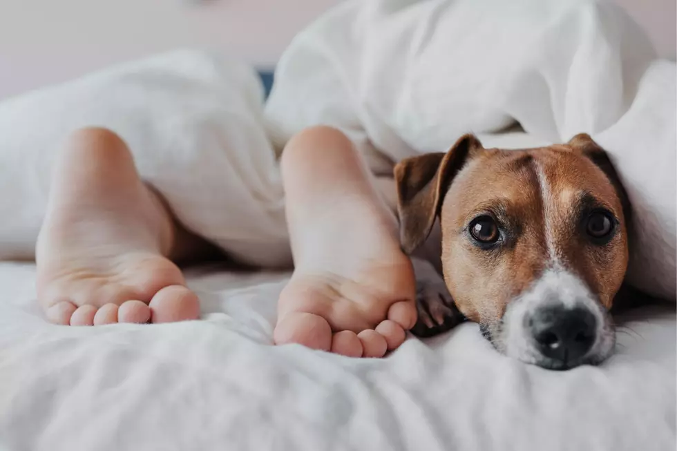 IL Dog Lovers, Your Favorite Breeds Also the Worst to Sleep With