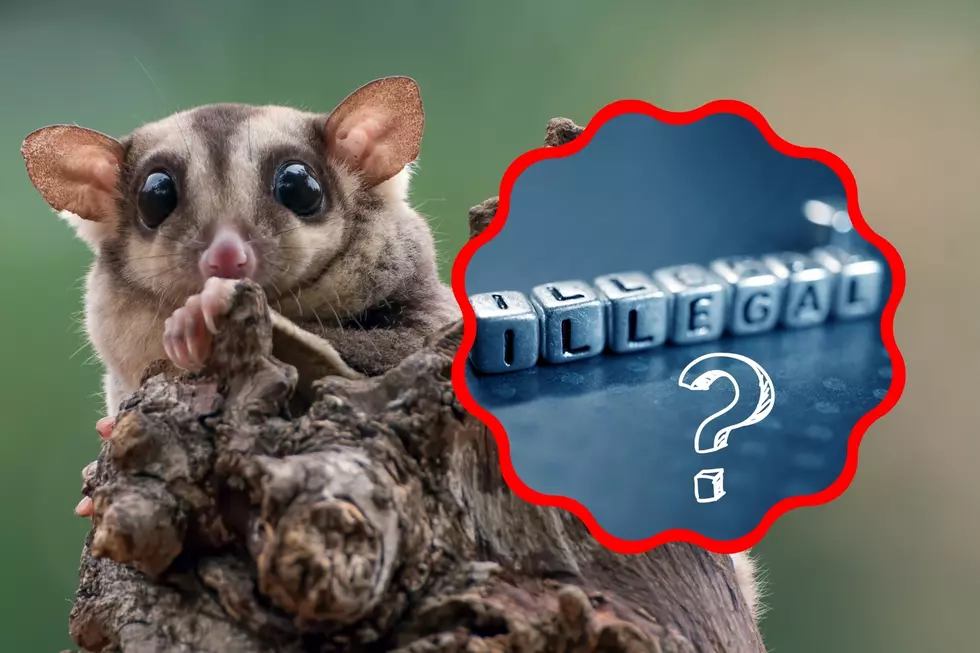 Sugar Gliders Are Cute, But Can You Legally Own One In Illinois?