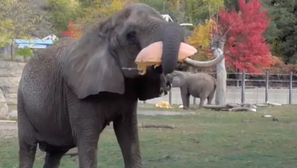 Wisconsin Zoo’s ‘Smash and Squash’ Makes a Huge, Hilarious Mess