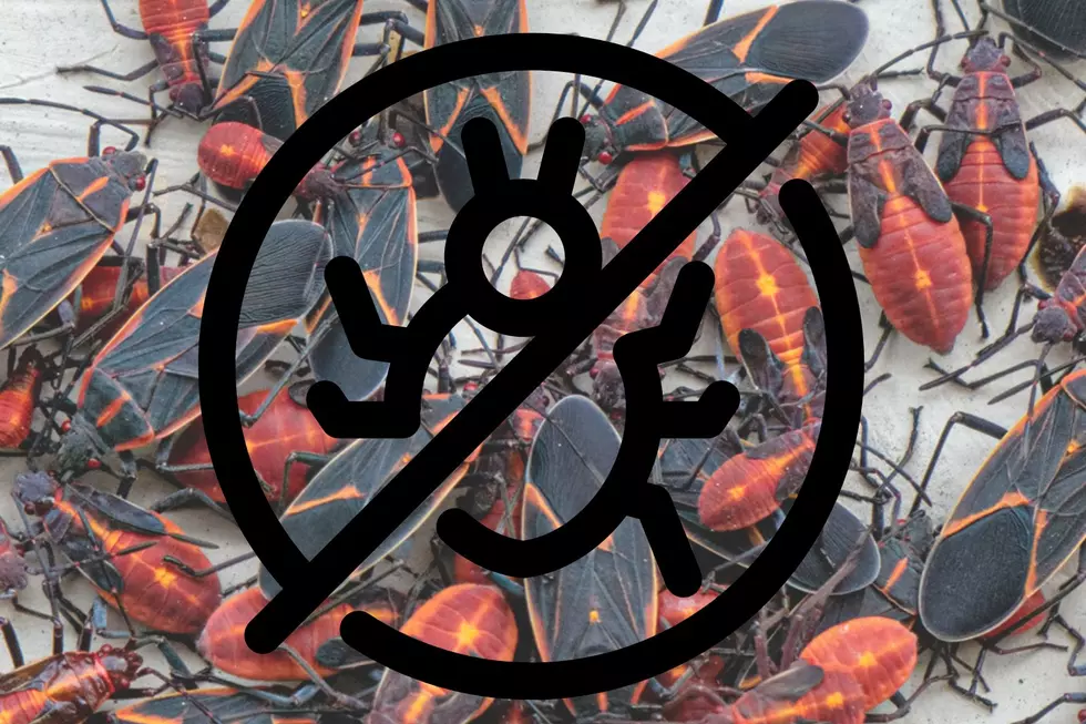 Boxelder Bugs in IL Hate Us, Here Are 5 Ways to Hate Them Back