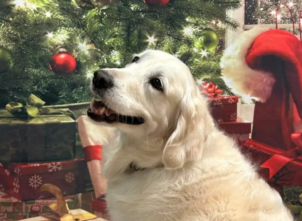 Illinois Doggie Daycare Santa Photos Will Melt Your Heart
