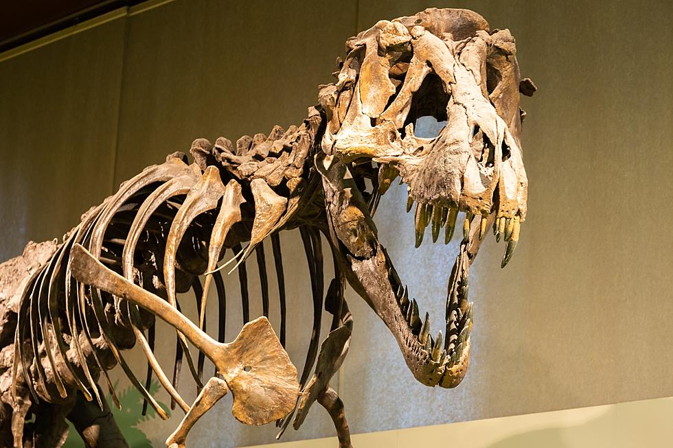 Roar into Rockford for Prehistoric Party at PaleoFest