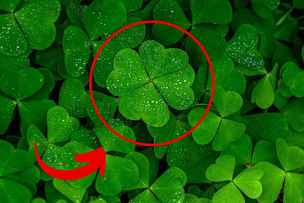Wisconsin Woman Breaks World Record For Most 4-Leaf Clovers