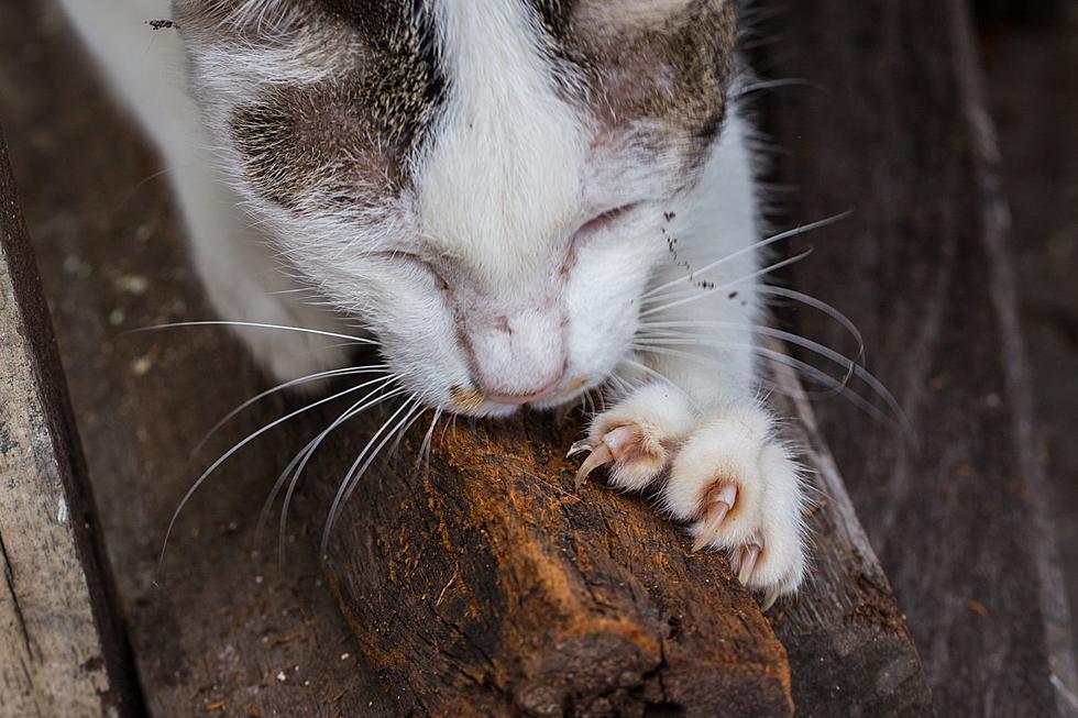 Proposed Bill Could Protect Cats From Being Declawed in Illinois