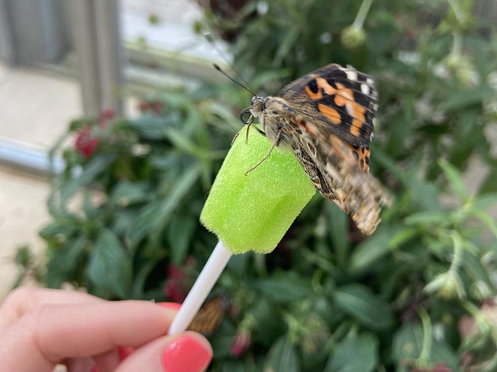 Butterflies are Back Inside Illinois' Conservatory