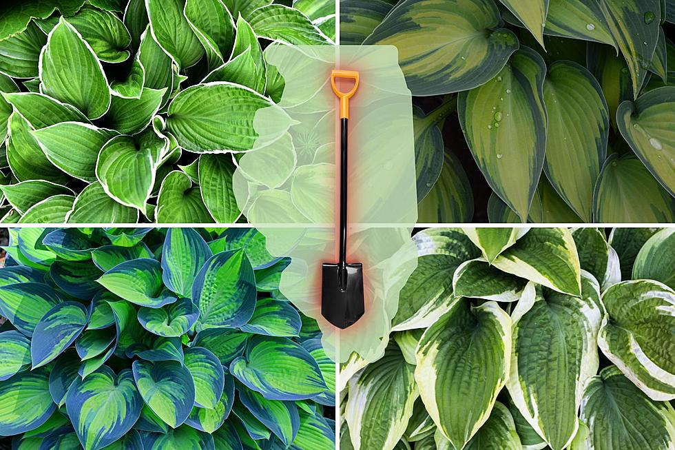 IL Hosta Lovers: Best Tips for Splitting These Popular Plants