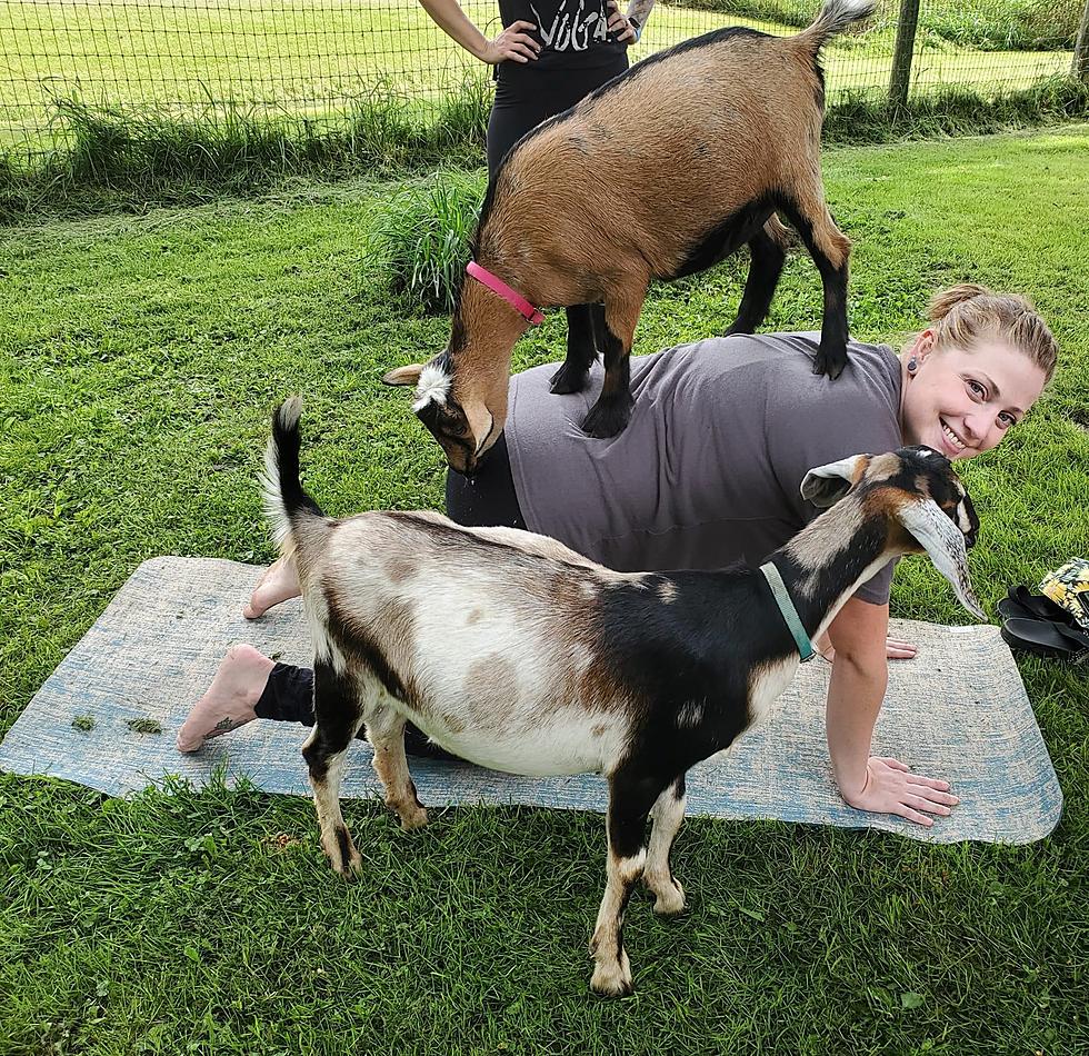 Goats are Waiting to Walk All Over You This Weekend with Illinois Yoga Studio
