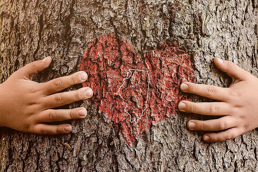 If You Want to Hug the Biggest Tree in Illinois Bring Several Friends