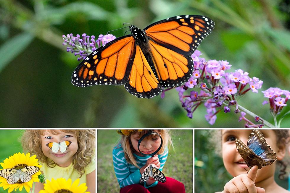 Hidden Gem Illinois Butterfly Garden You Must Visit This Summer