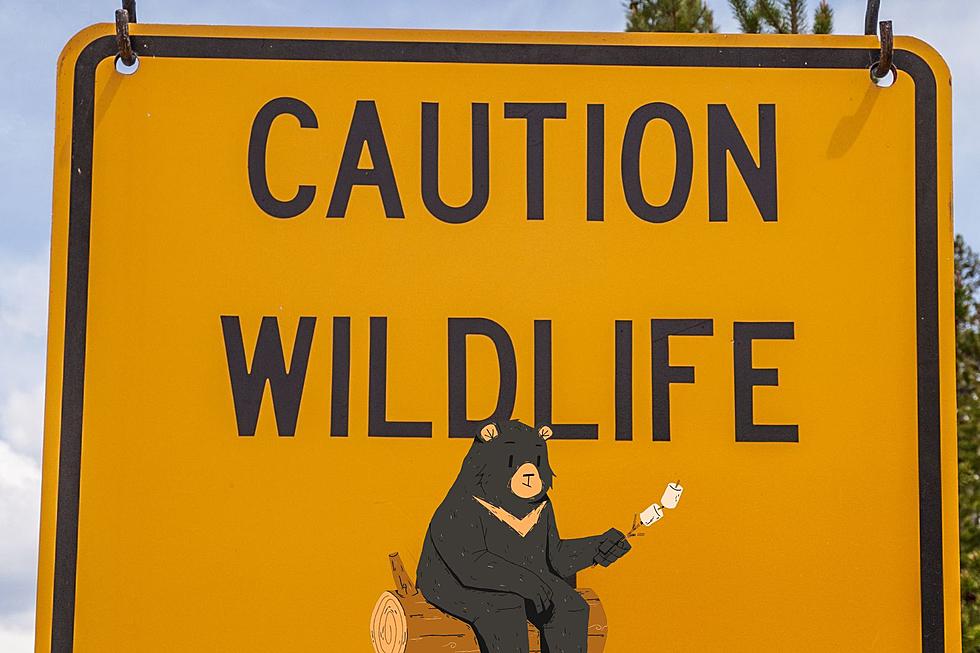 Hilarious Illinois Wildlife Safety Guidelines from National Park Service