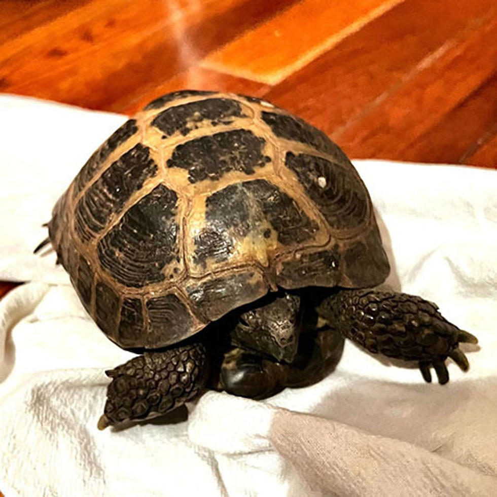 Illinois Turtle Robbed of &#8216;2023 Wackiest Pet Name&#8217; Title