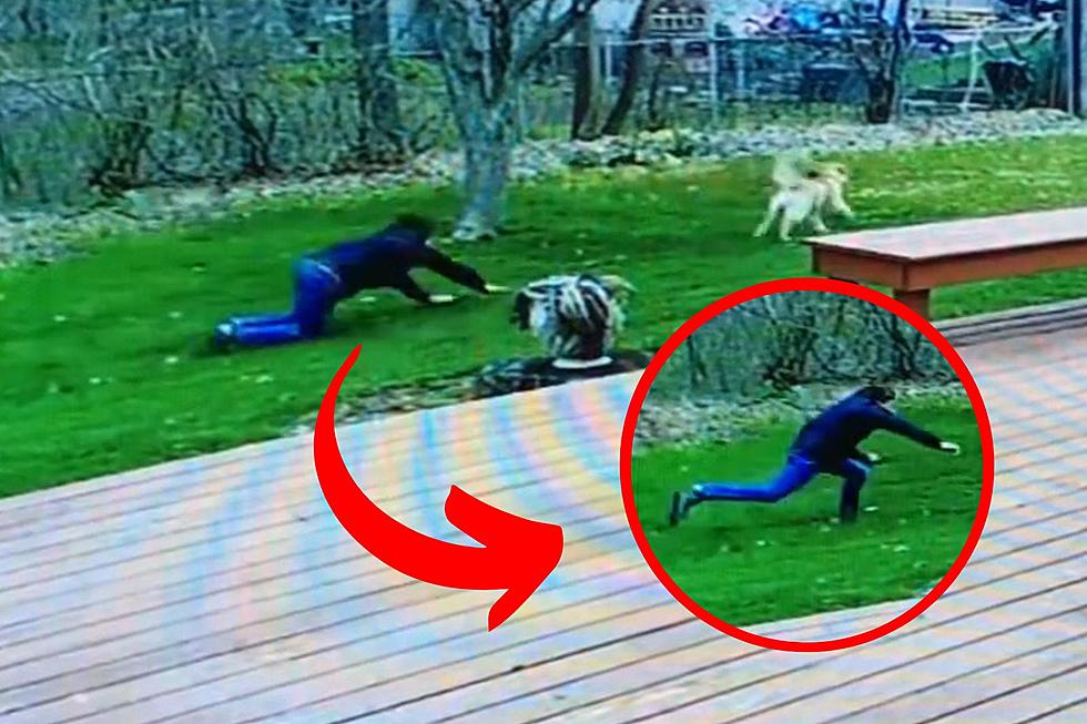 Illinois Dad Shockingly Dragged Across Yard by Dog in Hilarious Video