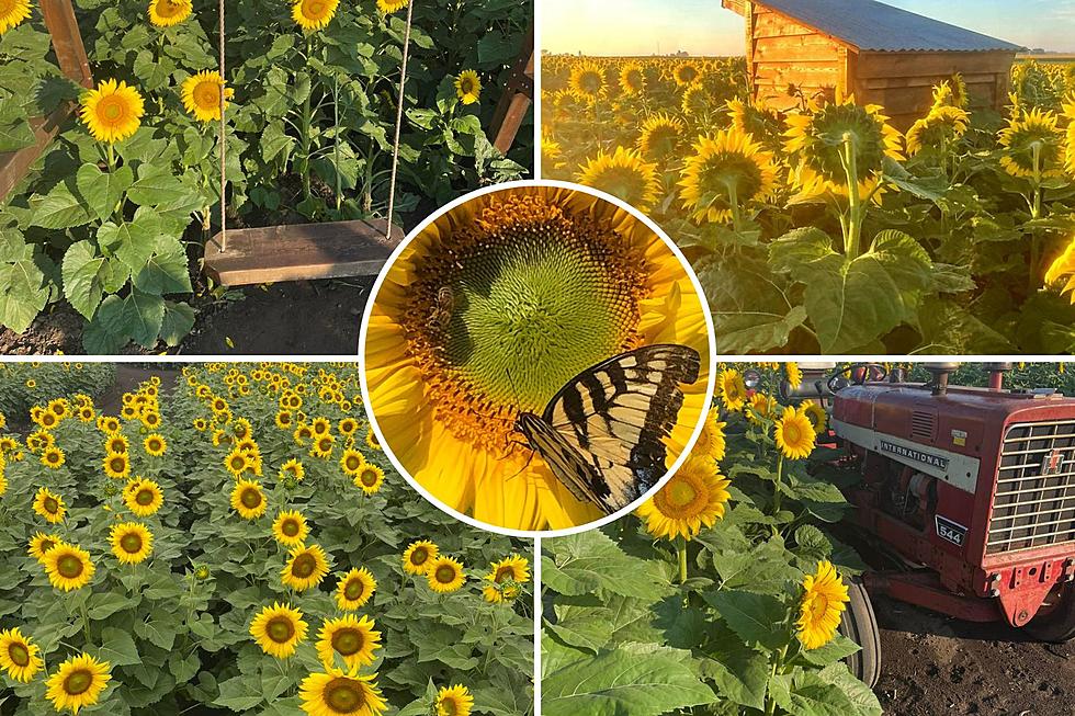 Small IL Town Home to Beautiful 30 Acre Sunflower Field & Maze