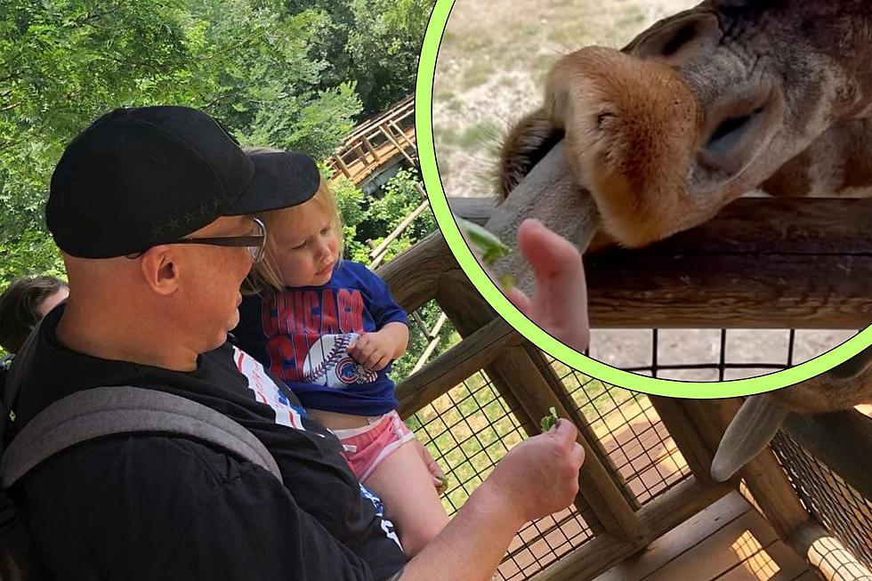 Illinois Zoo Will Let You Feed Giraffes For Unforgettable Experience