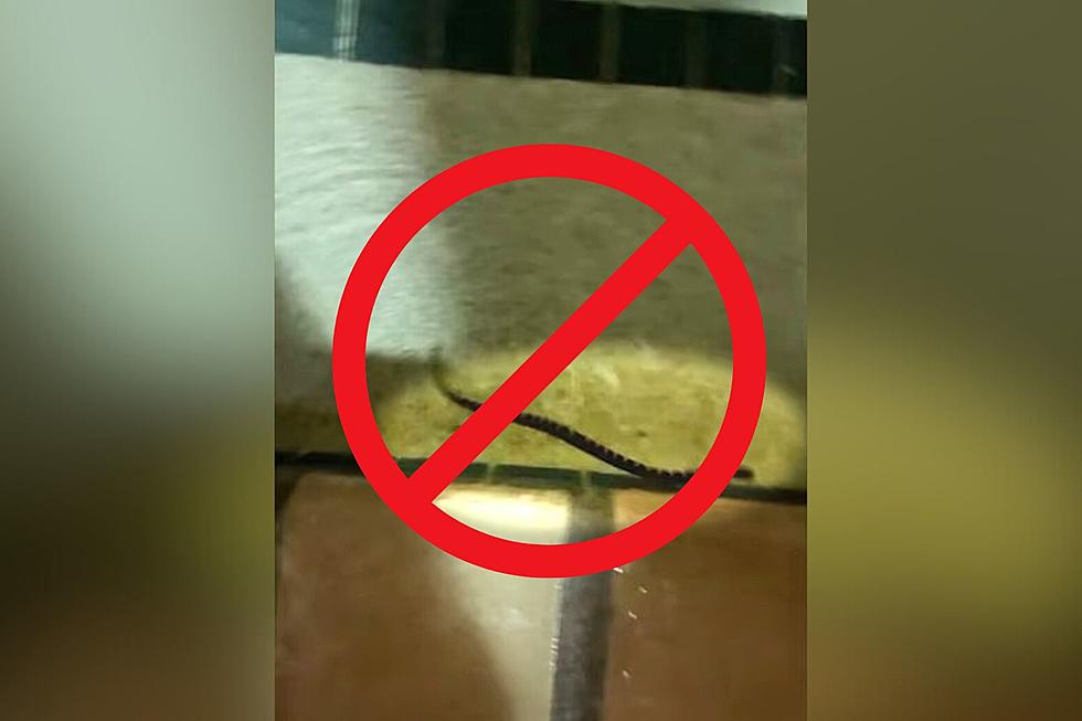 Snakes Found in Wisconsin Hotel|Country Inn & Suites Germantown