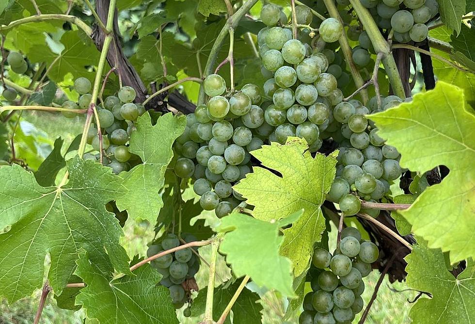 The Best White Wine on Earth Might Be From Small Illinois Winery