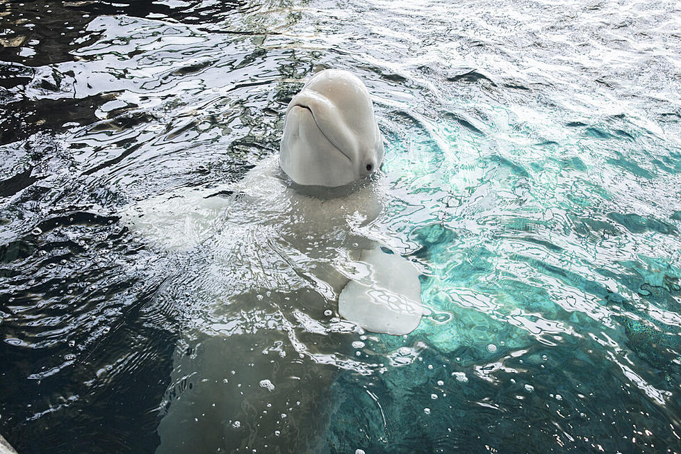 Illinois Residents Can Enter Shedd Aquarium At No Cost In August