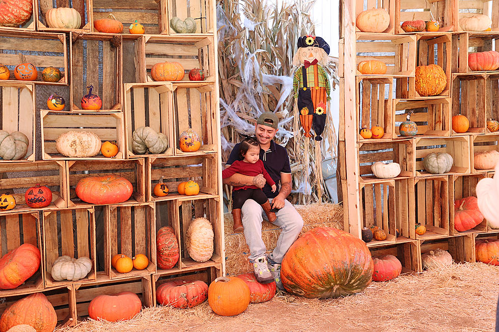 Top 7 Best Pumpkin Patches You Need To Visit In Illinois