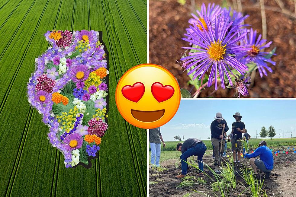 Illinois’ #1 Most Unique Attraction Is Actually On A Farm