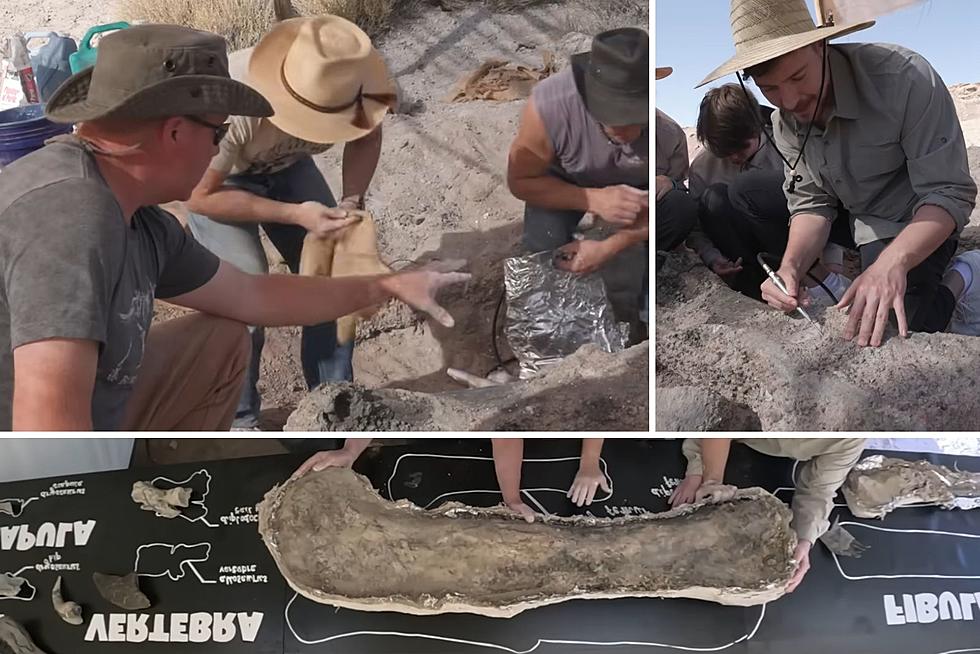 Mr. Beast Digs For Dinosaur Bones With An Illinois Paleontologist