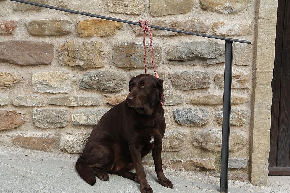 Adorable Dog Tied Up & Dumped Outside Illinois Animal Shelter