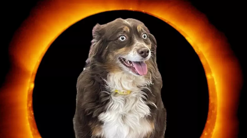 Illinois Doggie Daycare Solar Eclipse Photos Are Better Than Yours