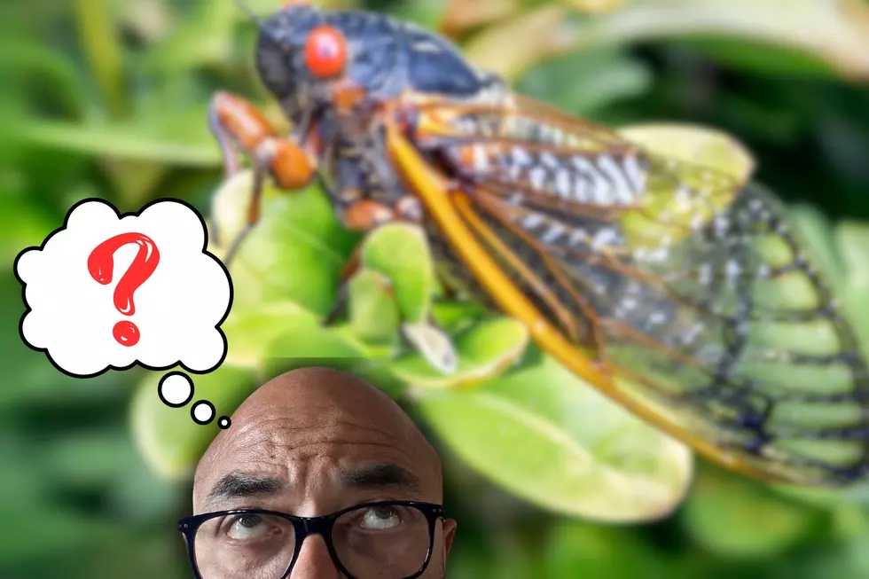 When The Experts Say Billions of Cicadas Will Emerge in Illinois