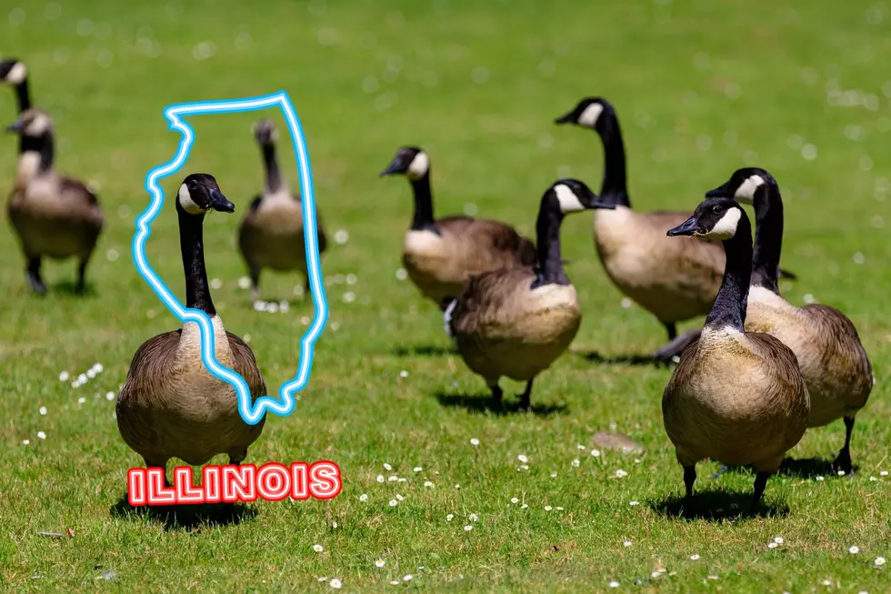 Know The Law: Can I Legally Feed Wild Geese In Illinois?