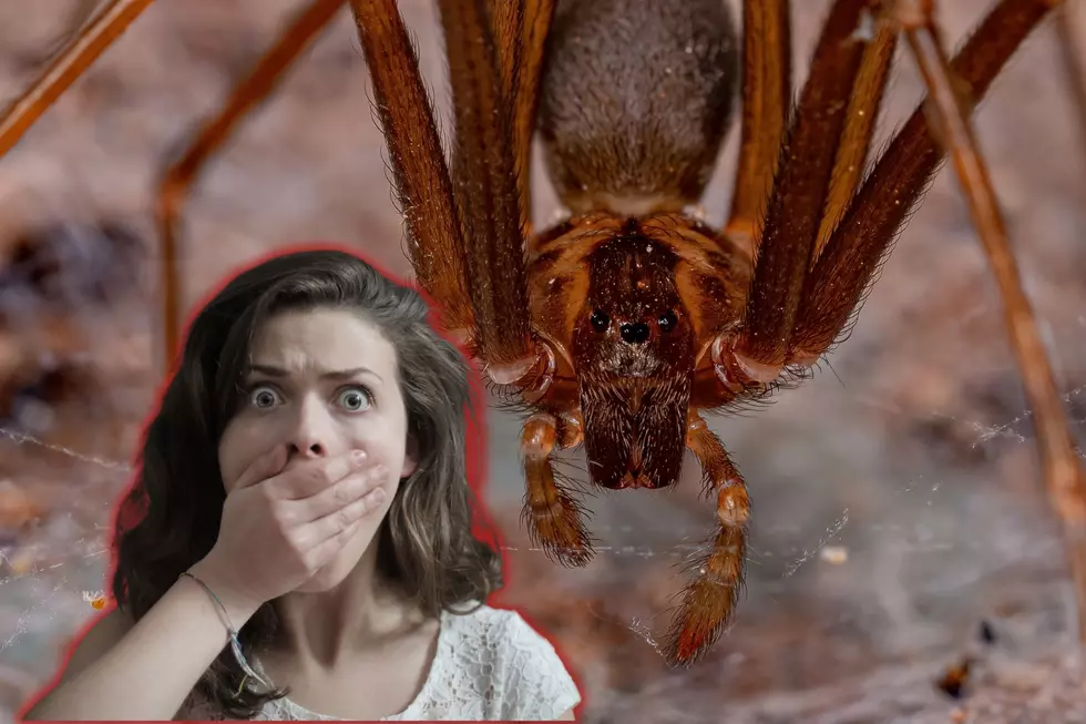 WATCH OUT: America&#8217;s Most Dangerous Spider Has Returned To Illinois