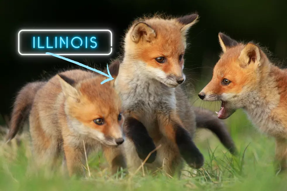 What To Do If You Find These Wild Animals Injured In Illinois