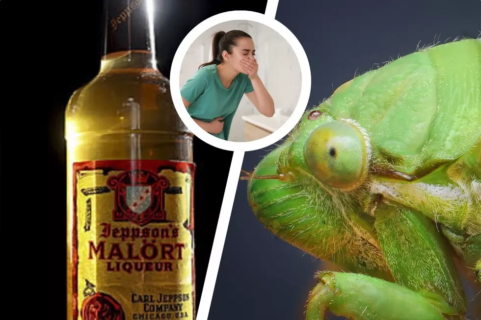 Chicago’s ‘Favorite’ Booze Now Infused with Cicadas For a Limited Time