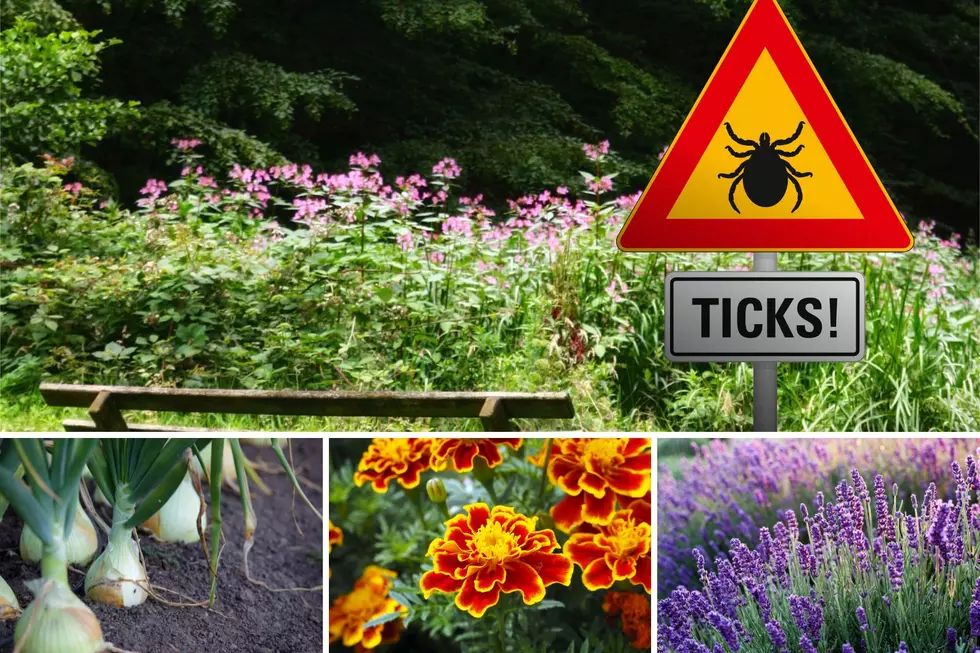 7 Plants That Will Repel Ticks From Your Illinois Yard