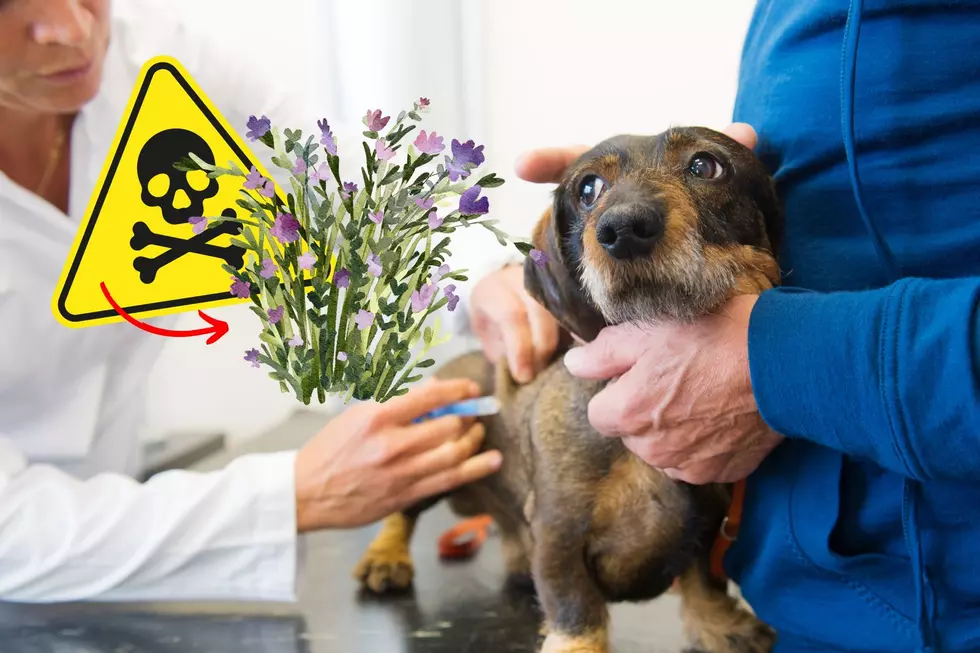Toxic vs. Non-Toxic Plants In Illinois: What’s Safe for Your Pets?