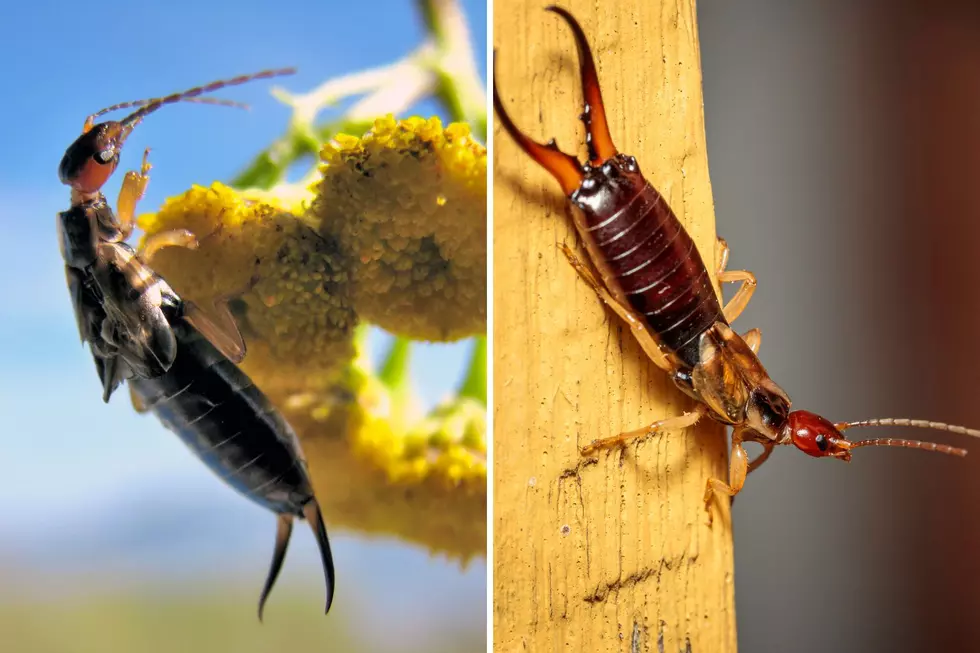 The Reason You're Seeing So Many Earwigs in Illinois Right Now