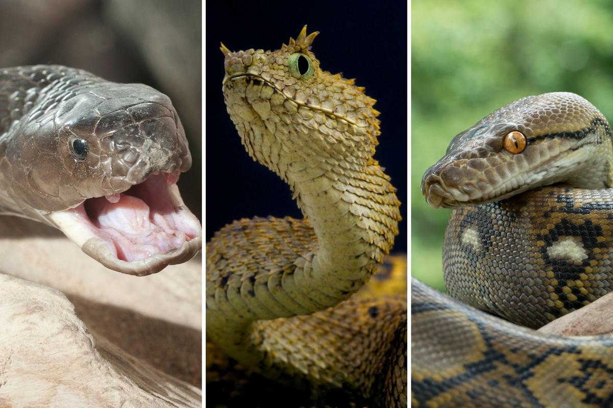Chicago's New Reptile Exhibit Is Pure Nightmare Fuel