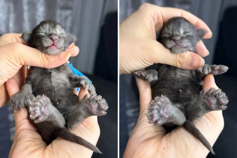 This Wisconsin Cat Has 29 Toes & a Guinness World Record