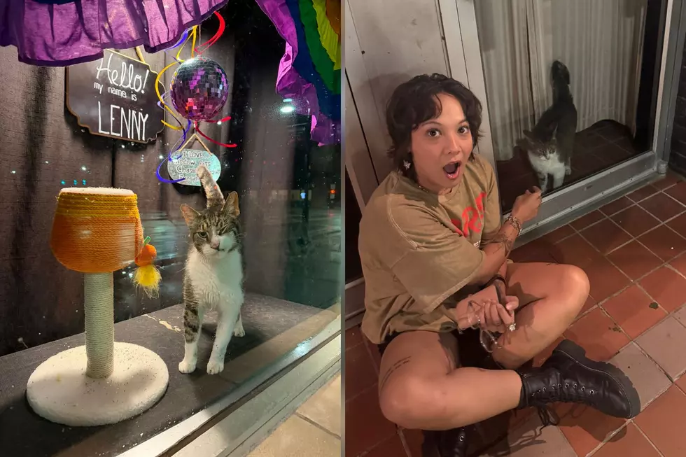Downtown Famous Cat In Rockford Has Passed Away