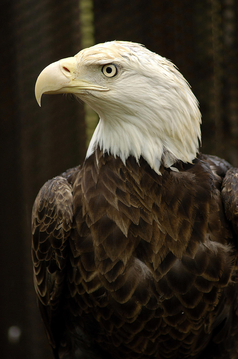 Eagle Watching (Live Video Feed)