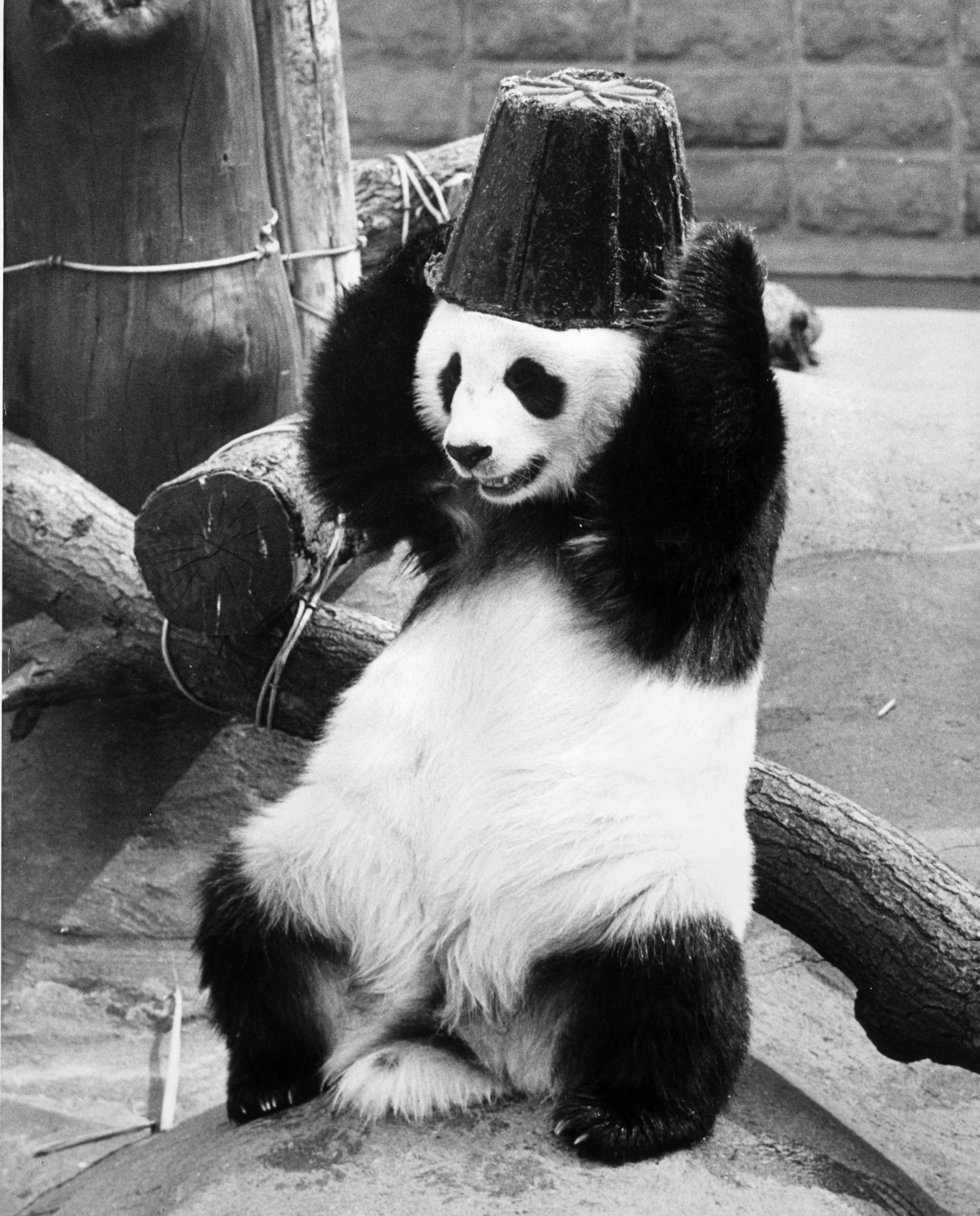 Панда Смешные Картинки