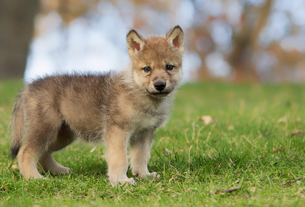 Help Name Baby Wolves at Brookfield Zoo
