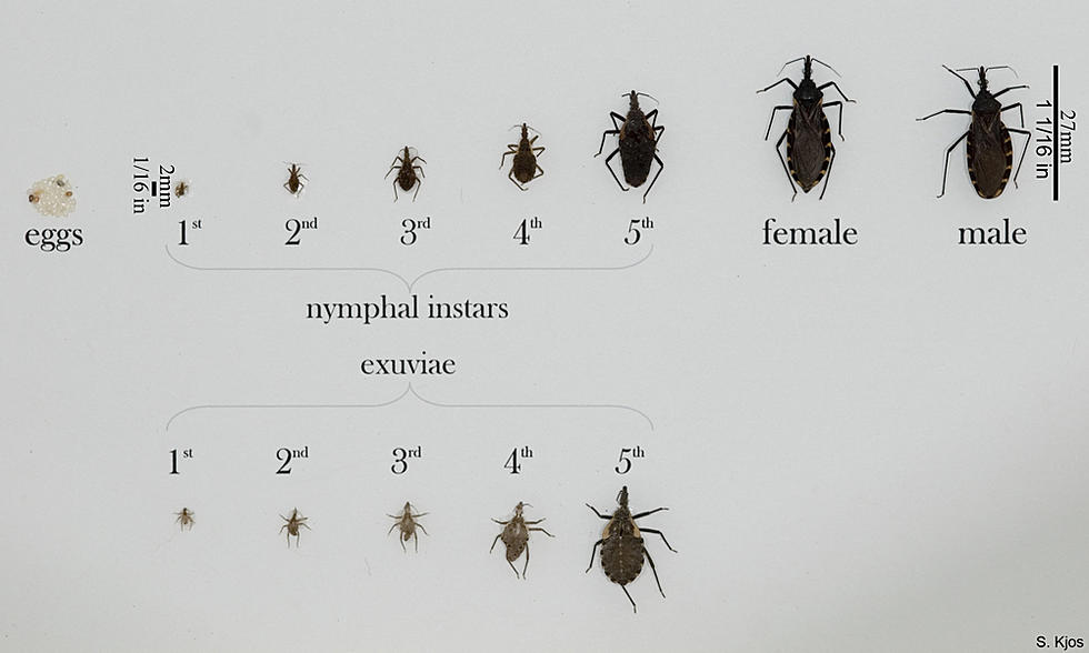 Deadly ‘Kissing Bug’ Has Made It’s Way Into Illinois