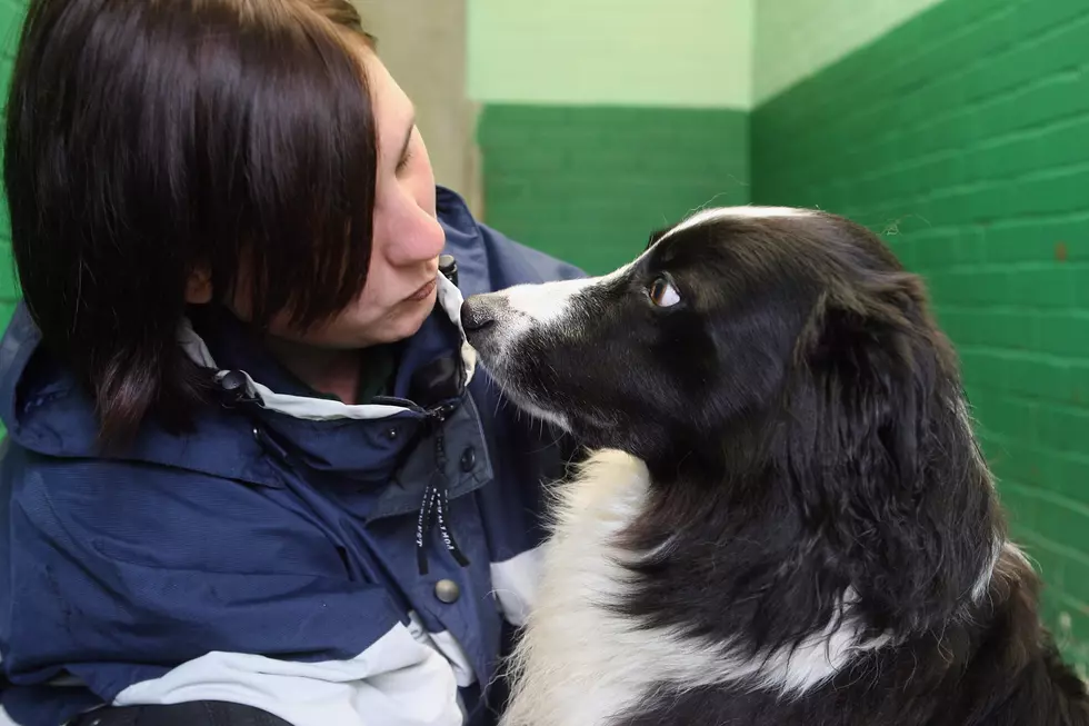 O&#8217;Hare Airport, United Airlines, Adds Comfort Dogs to Ease Holiday Stress