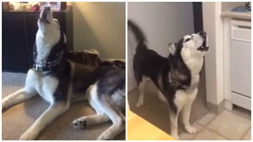 Fan Dog Sings Along to David Gilmour and Pink Floyd [VIDEO]