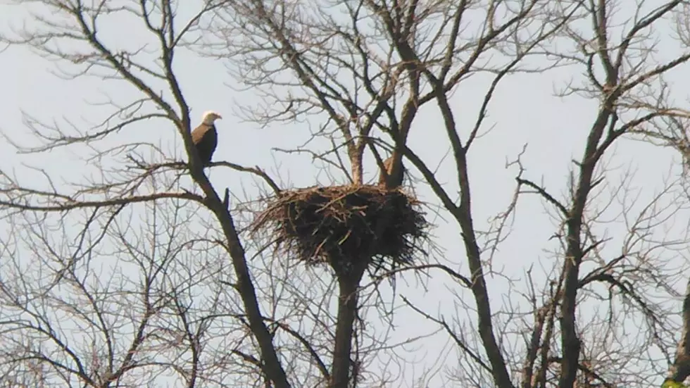 Bald Eagle Guarding Nest Spotted in Kirkland [PHOTOS]