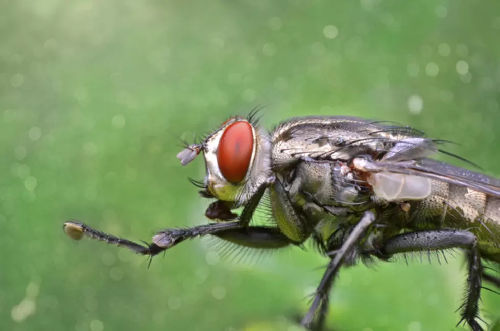 Chicago Area Covered in Flies