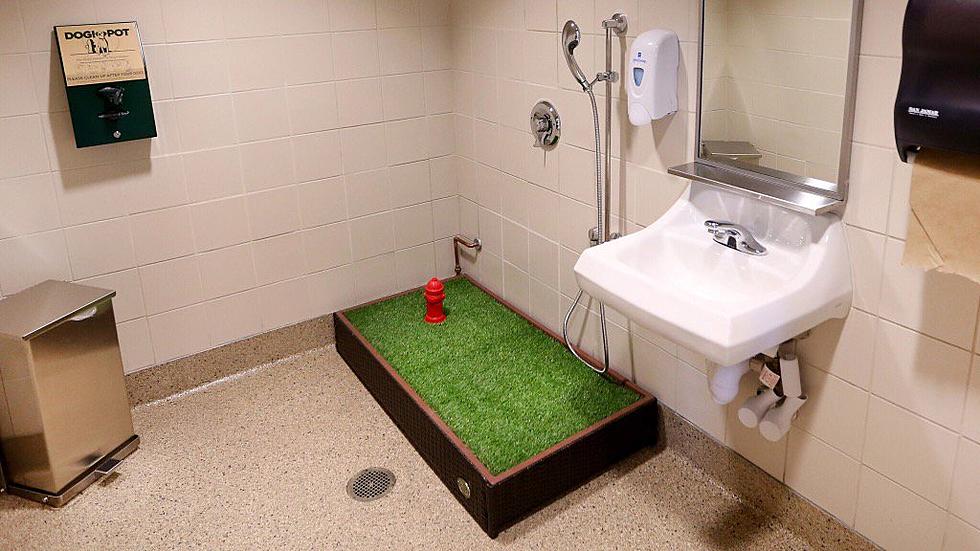 Four-Legged Friends Get Bathroom at Midway Airport