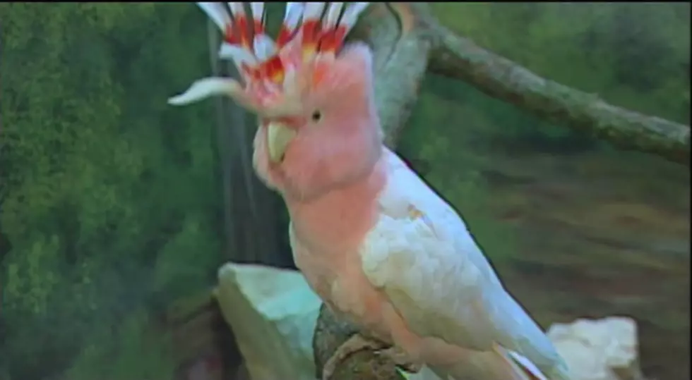 Brookfield Zoo Mourns the Loss of the World’s Oldest Parrot